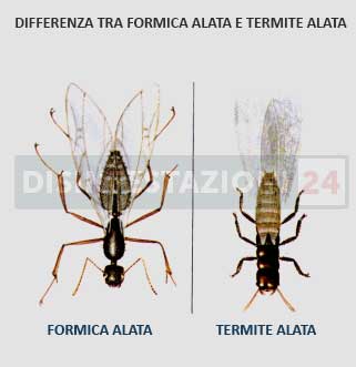 differenze tra termite alata e formica alata