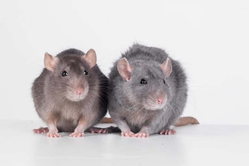 Differenze tra Topi e Ratti