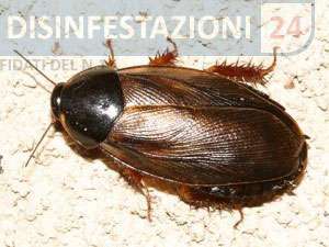 Gli scarafaggi del Suriname