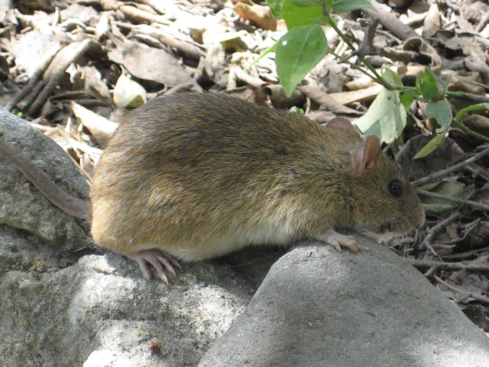 Specie di ratti in Oklahoma