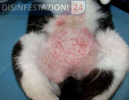 allergia pulce gatto