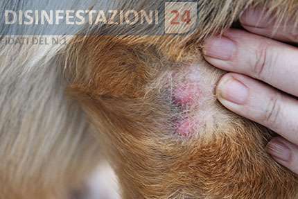 allergie pulci cani
