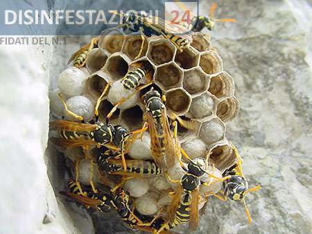 alveare nido vespe