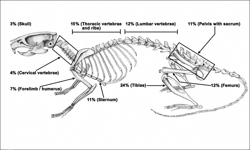 anatomia topo