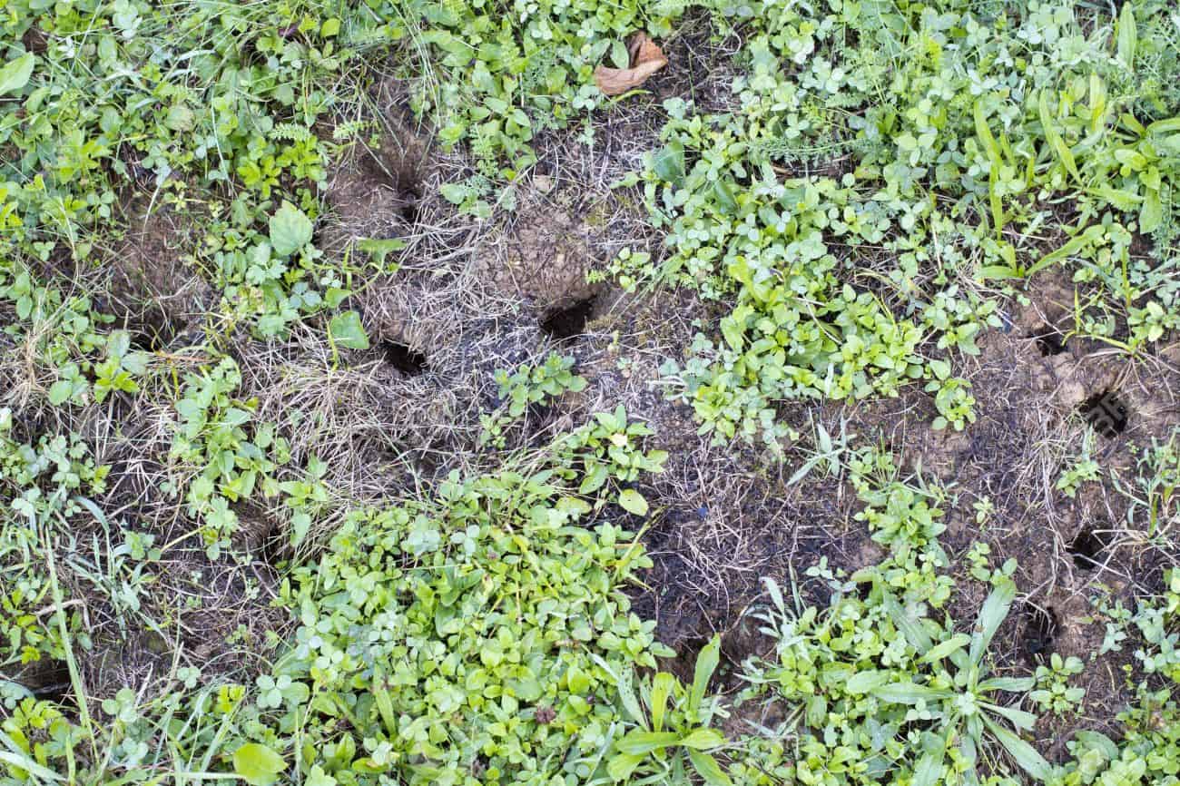 buche in giardino topi