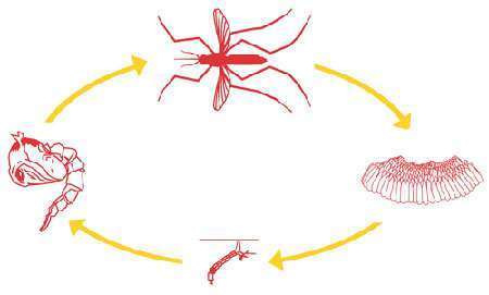ciclo vitale riproduzione zanzare