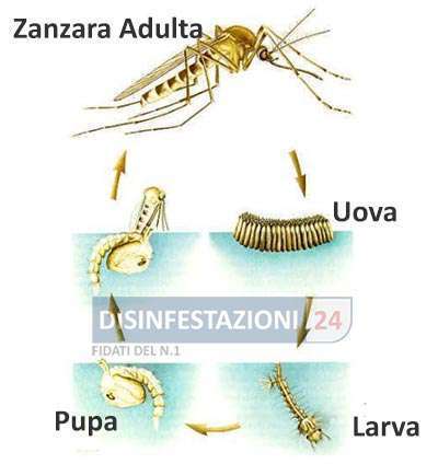ciclo vitale zanzare