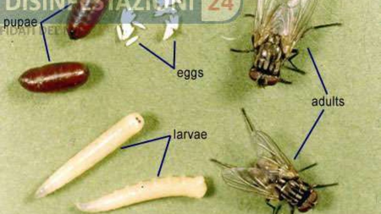 Il ciclo vitale delle mosche della carne