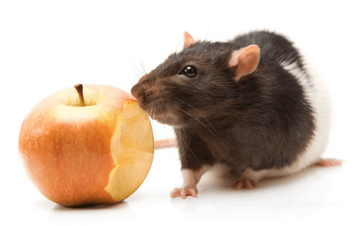 cosa mangiano i topi