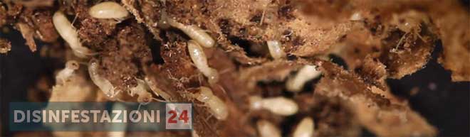 disinfestazione da termiti