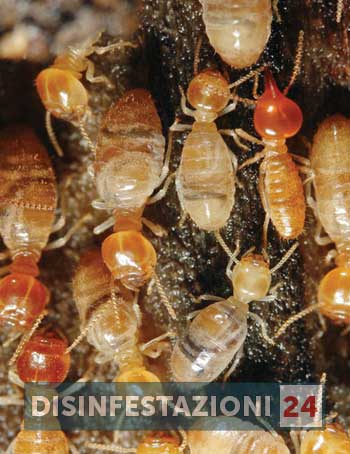 disinfestazione termiti 24