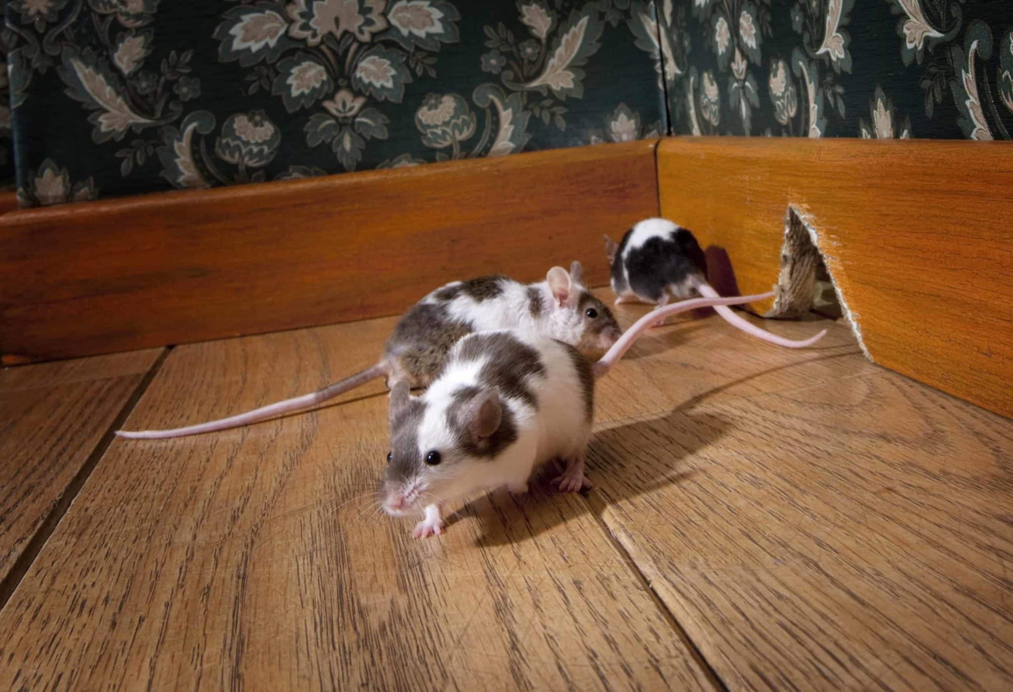 infestazione di topi