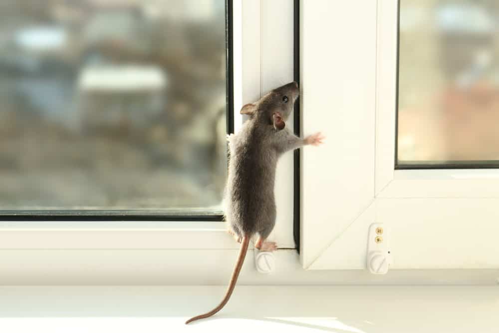 infestazioni di ratti
