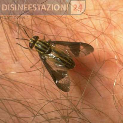 mosca che punge