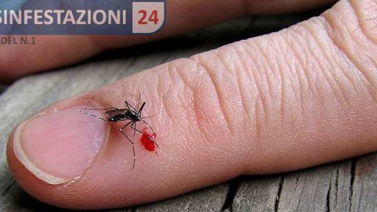 Correlati Zanzare