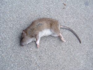 ratto morto