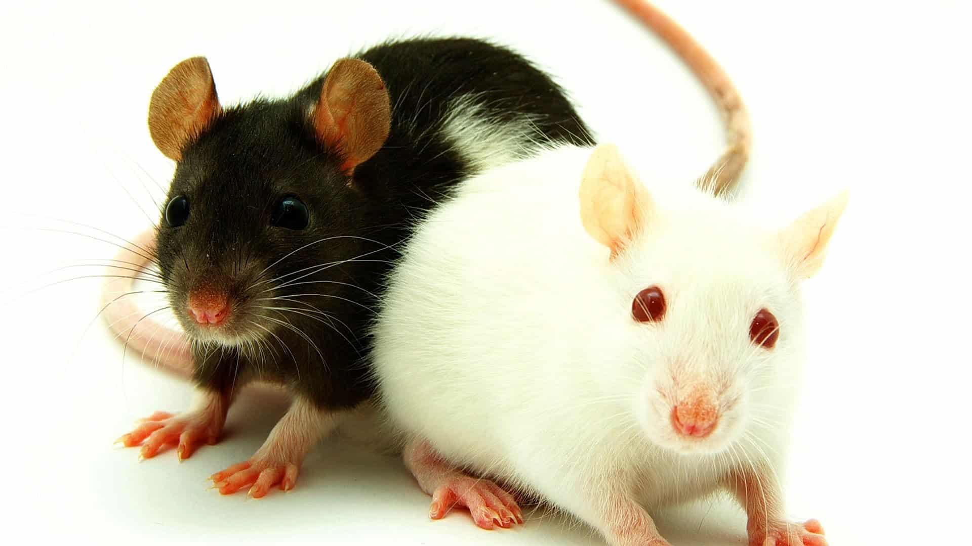 riconoscere i topi