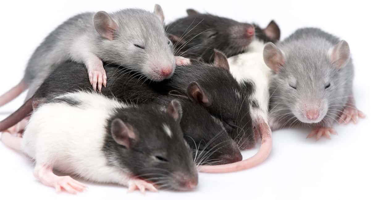 riproduzione dei topi