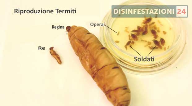 riproduzione termiti
