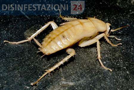 scarafaggio-albino
