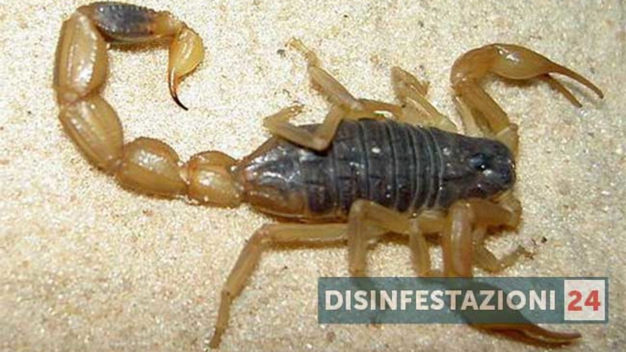 Scorpioni Dorati