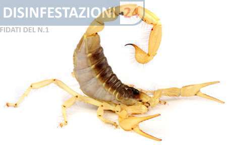 scorpioni velenosi italia