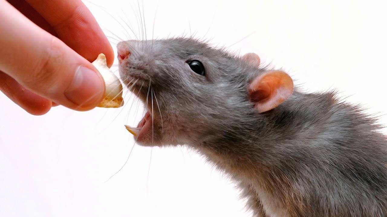 L’Alimentazione dei Ratti