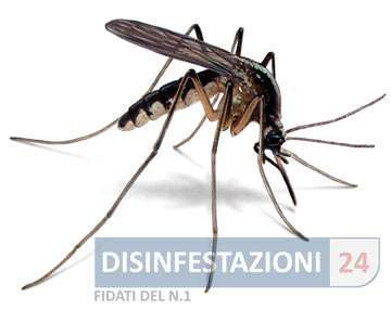 zanzara illustrazione