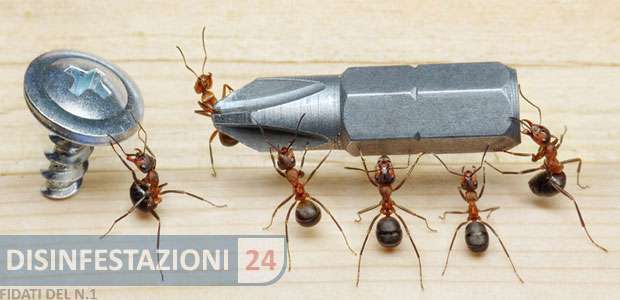 disinfestazione-formiche-operaie
