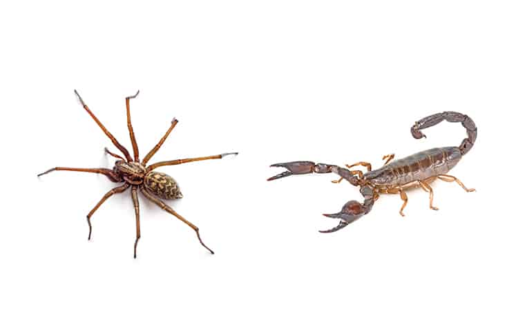 Identificazione di Ragni e Scorpioni