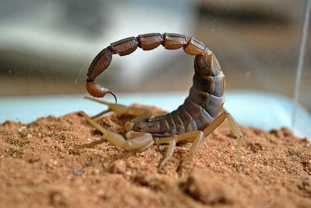 Scorpione rosso indiano