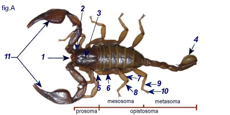 anatomia degli scorpioni