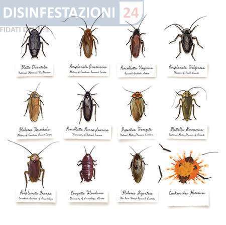 disinfestazione scarafaggi e blatte