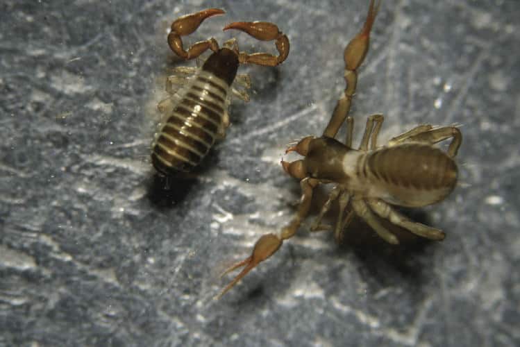falsi scorpioni Pseudoscorpionida
