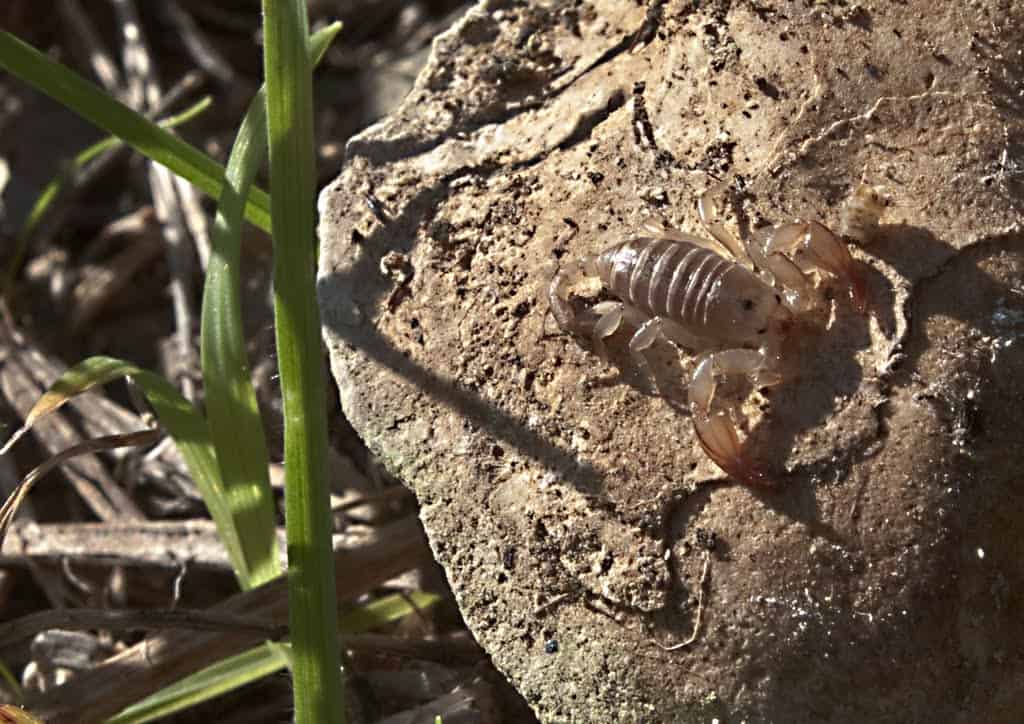 habitat degli scorpioni
