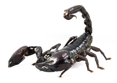 identificazione degli scorpioni