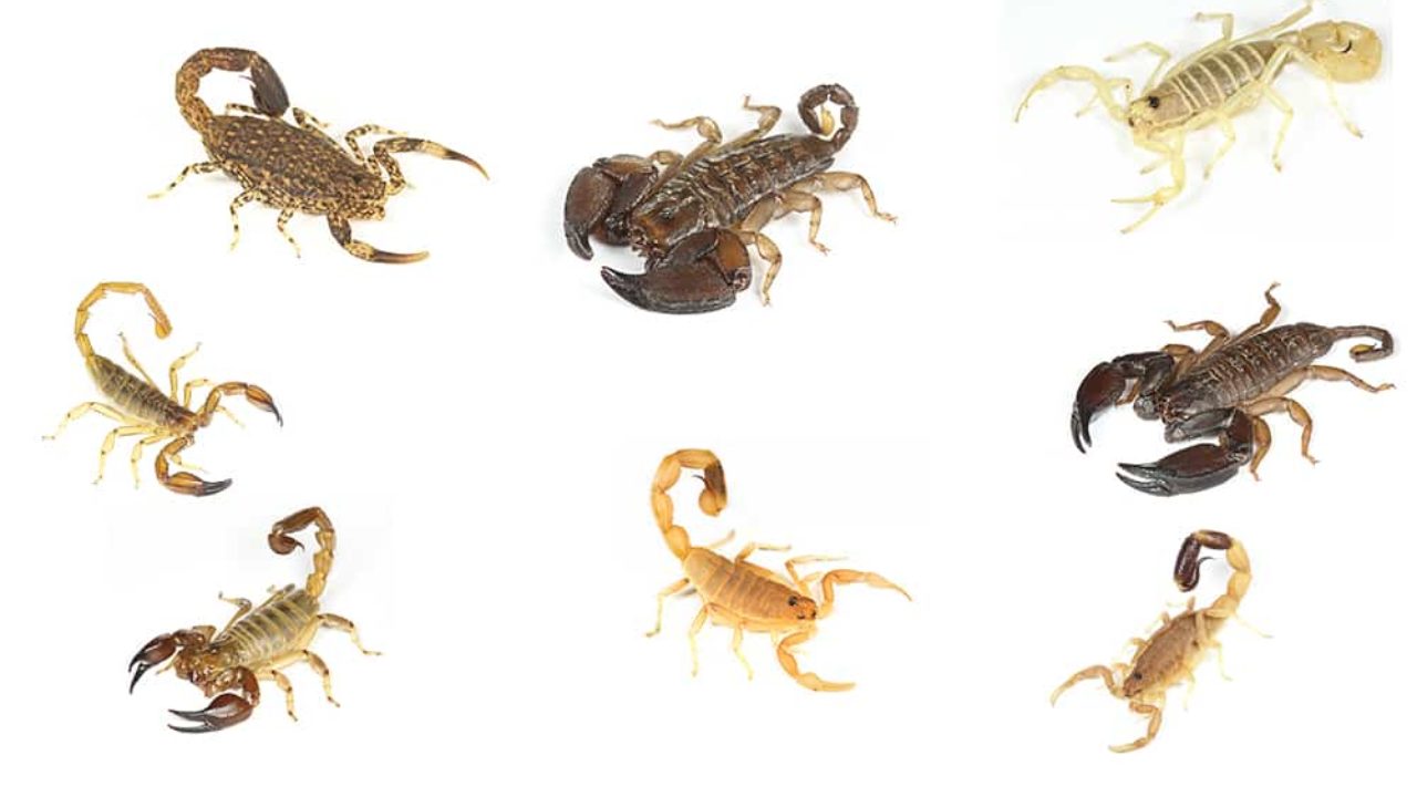 Tipi di Scorpioni