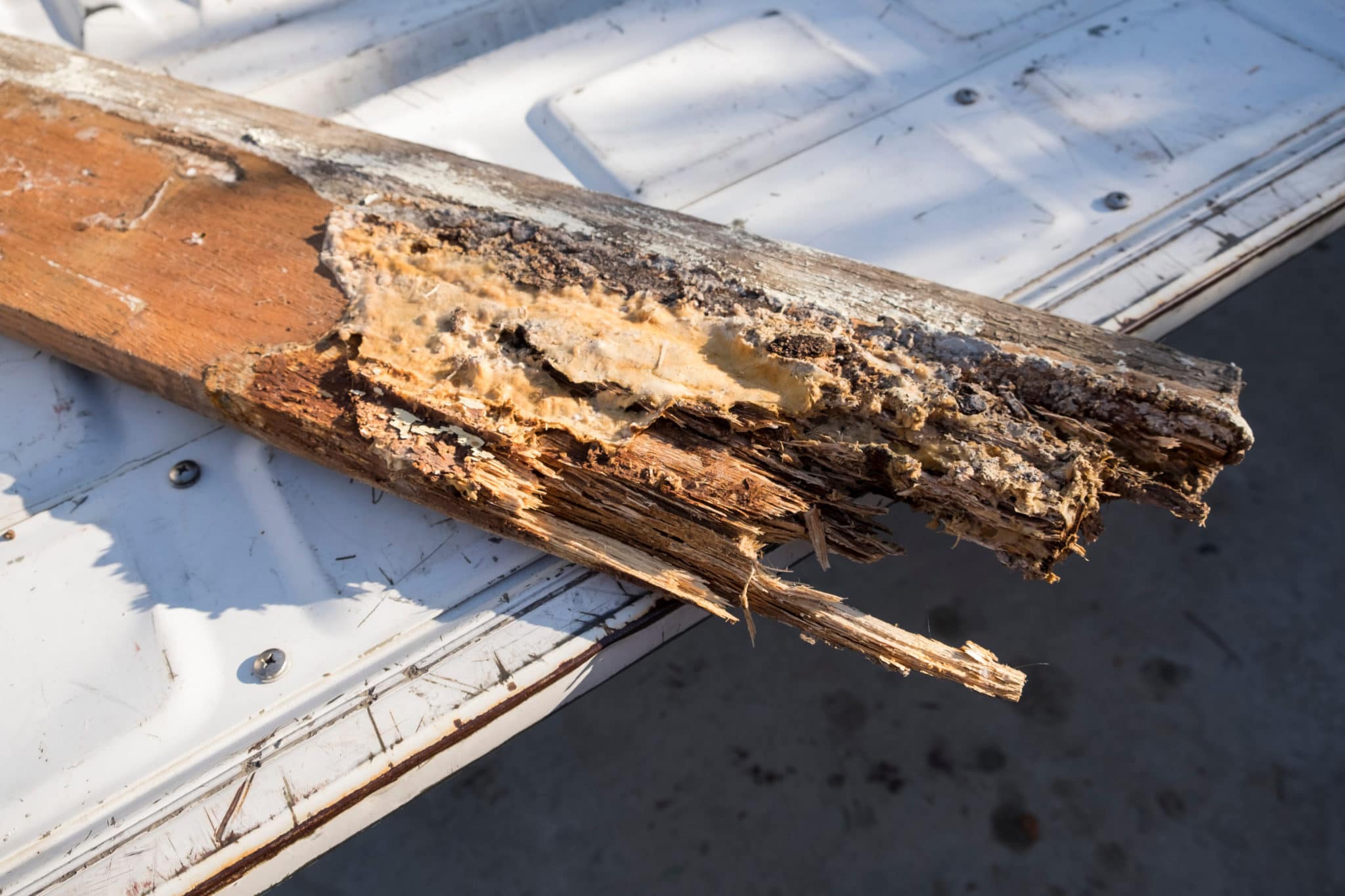 termiti del legno secco