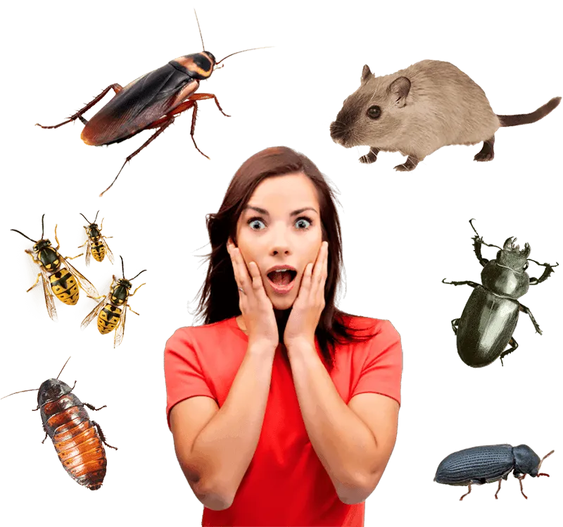 Disinfestazioni 24 qualsiasi insetto